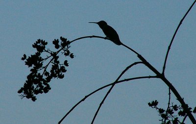 Hummer on Branch...