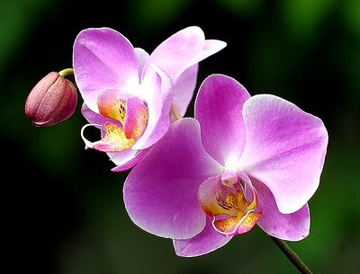 Orchid