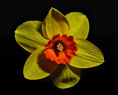 orange centered daff 2