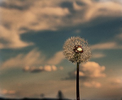 dandelion