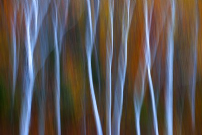 fall birches bancroft 