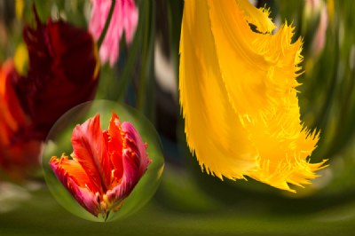 tulip orb
