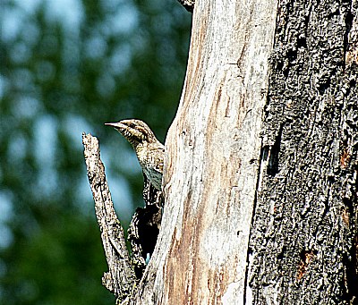 Wryneck