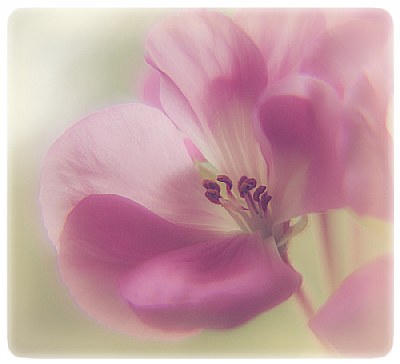 Geranium