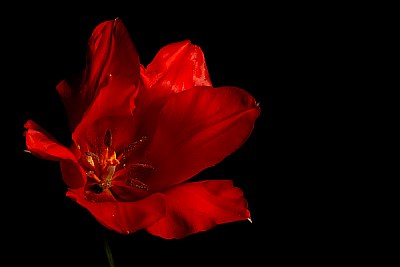 red tulip