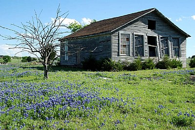 Bluebonnets & Old House
