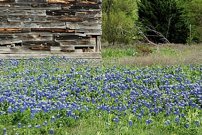 Bluebonnets & Old Shed