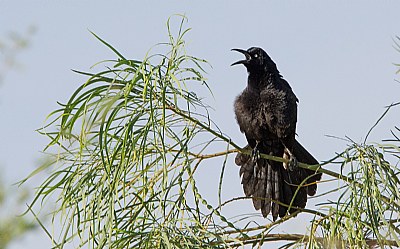 Blackbird on a limb