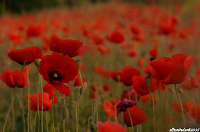 Poppy fields