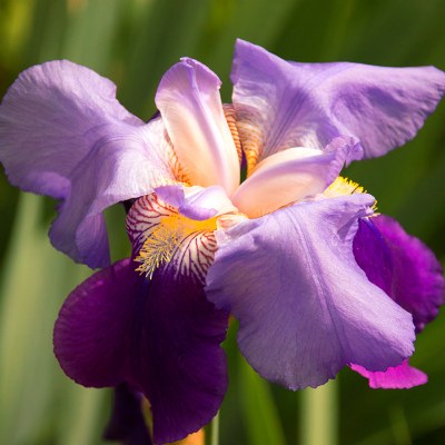 iris through an iris