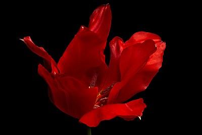 red velvet tulip