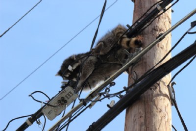 "Bandit Caught"