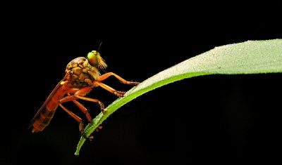 The Robber Fly