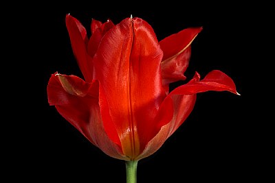 red tulip other side