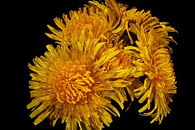 dandelion bunch