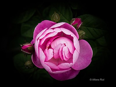 Rosa rosa - pink rose
