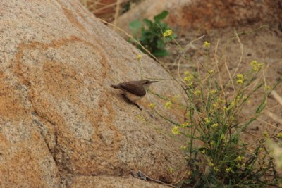 Big Rock, Little Bird