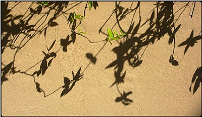 shadow leaves