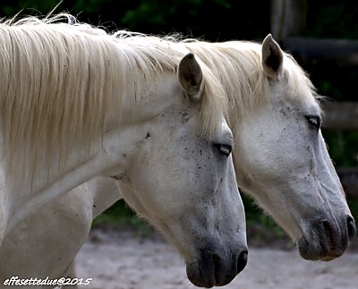 White horses