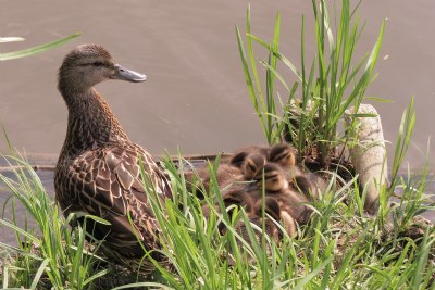 Under mom's care