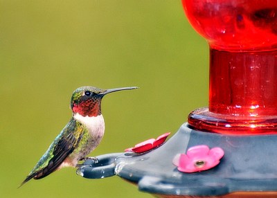 Humming bird