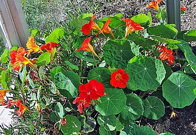 Balcony Flowers Again