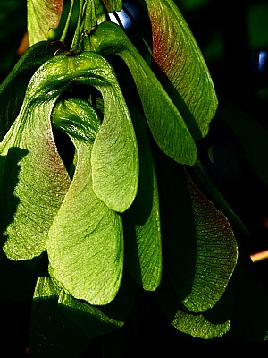 Sycamore Wings