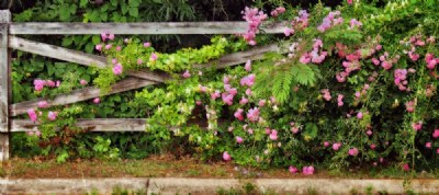 Road side walk