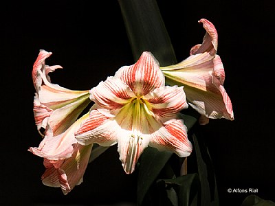 Lirio blanco y rojo - White and red lily