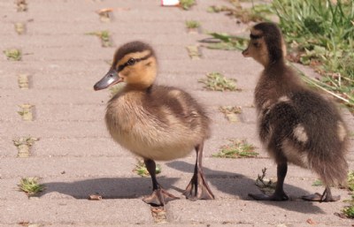 Our first walk