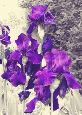 iris