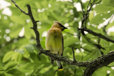 Cedar Wax Wing