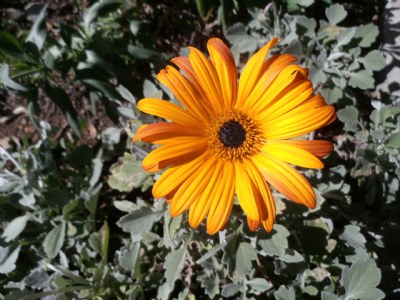 Cambria Flower