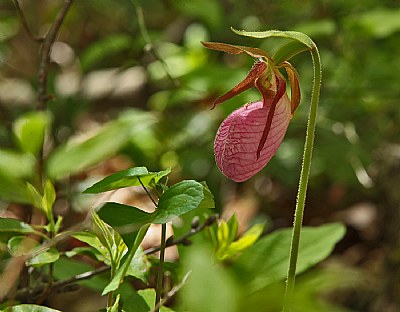  lady slipper