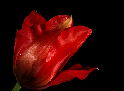  last red tulip