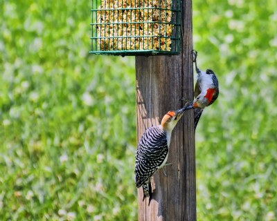 Woodpecker's sharing