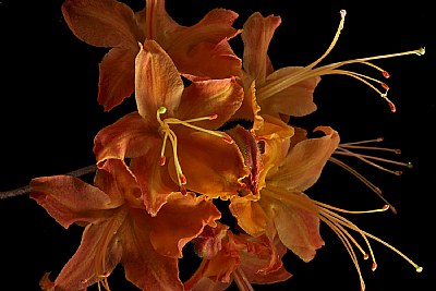 flame azalea 2 