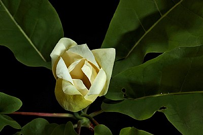  magnolia