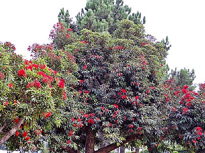 Floral Eucaliptus