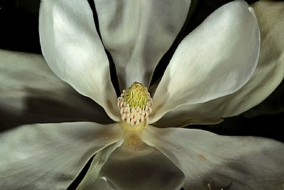 magnolia 4 