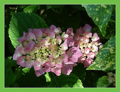 Hydrangea