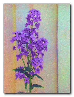 Phlox