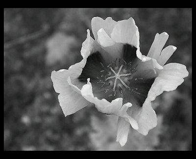 Papaver orientalis