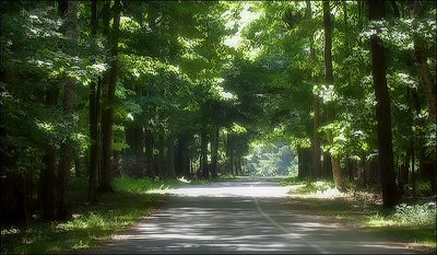 Jobes Woods, Presqu'ile Provicial Park