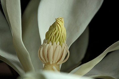  magnolia 5
