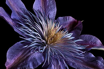 clematis up close