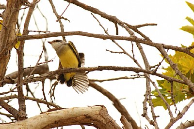 "Western Kingbird"