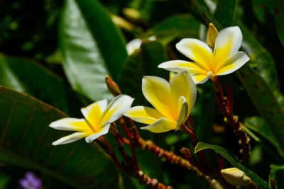 Maui Plumeria