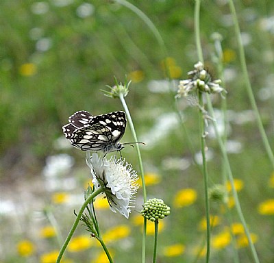 Summer Joy