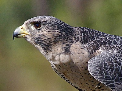 Peregrine Falcon